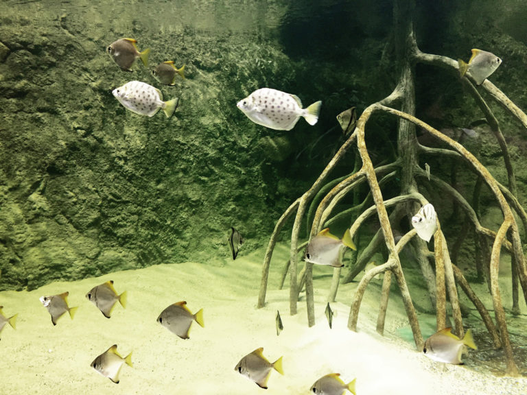 poisson-lune-argentà