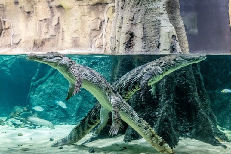 Visite d'Aquatis. Crocodiles Visite d'Aquatis. Crocodiles